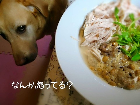 20150828 ボスグルコン #犬ごはん #ラブラドール #納豆 1