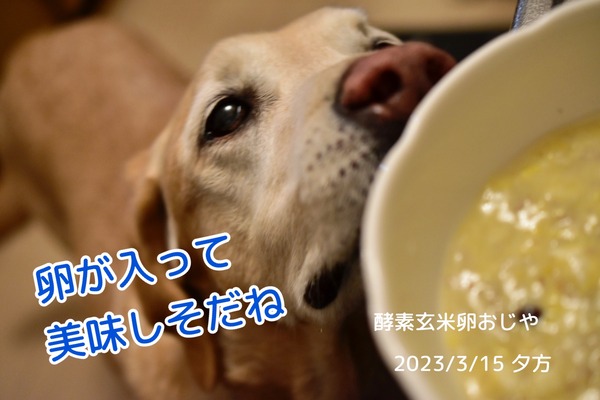 20230316 お腹事情 (7)