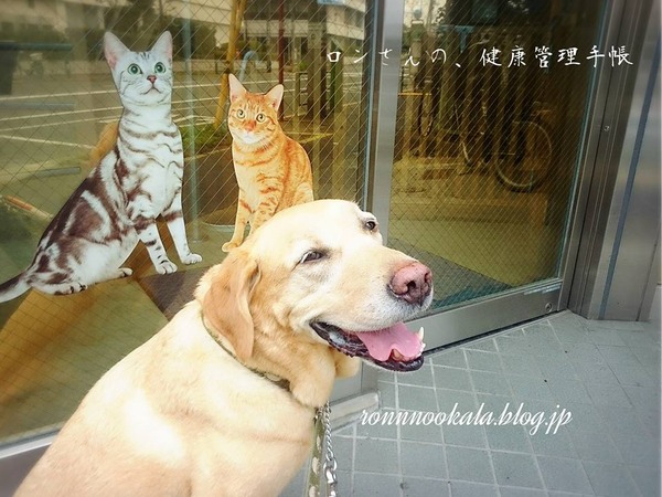 20160708 狂犬病予防摂取 1