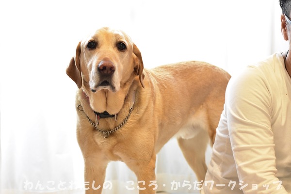 20190512 わんことわたしの・こころとからだWS (8)