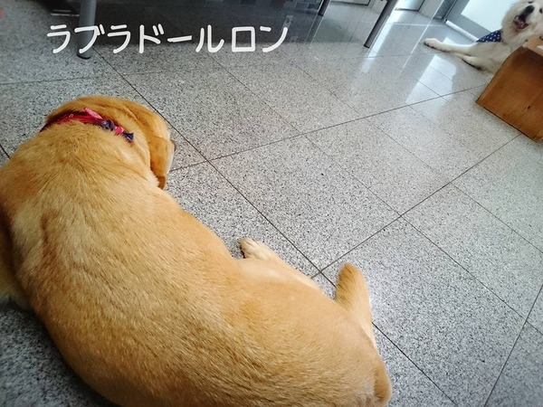 20160830 みなとよこはま 十字靭帯断裂 完治 2