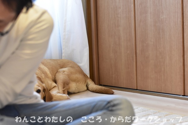 20190512 わんことわたしの・こころとからだWS (50)