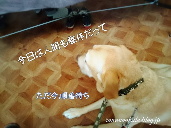 20160628 6月のドッグ整体 1