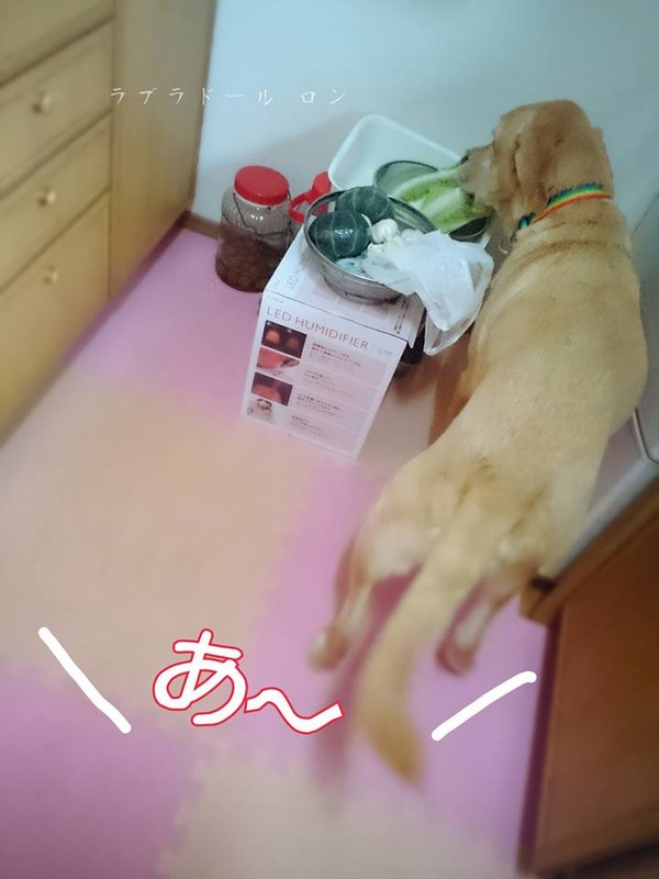 20151102 白菜の盗み食い 2