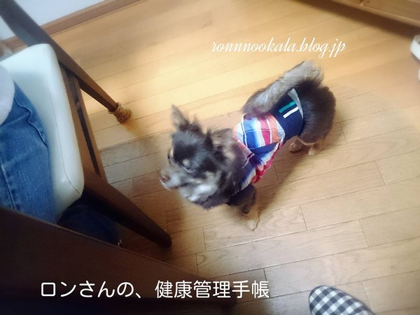 20160517 ドッグ整体 5月 7