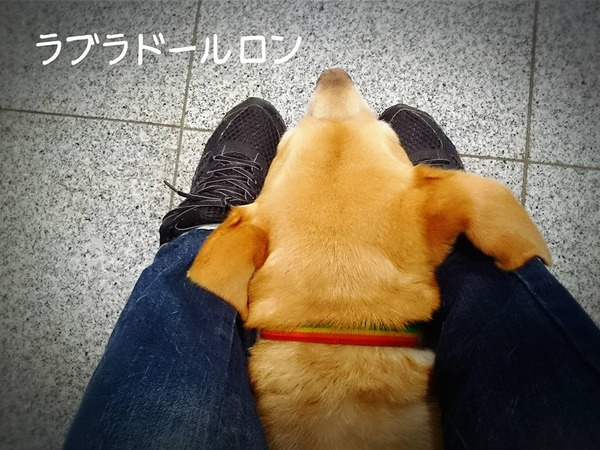20160830 みなとよこはま 十字靭帯断裂 完治 1