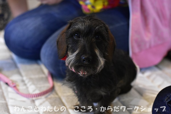20190512 わんことわたしの・こころとからだWS (41)