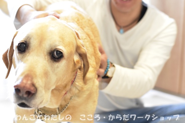 20190512 わんことわたしの・こころとからだWS (61)