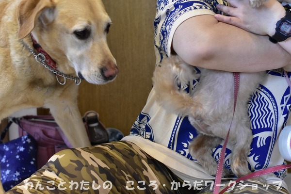 20190512 わんことわたしの・こころとからだWS (14)