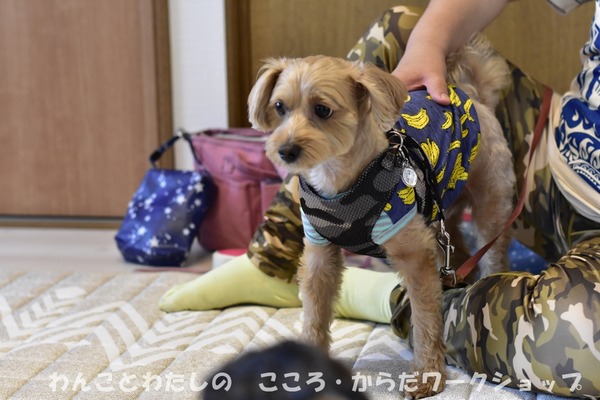 20190512 わんことわたしの・こころとからだWS (31)