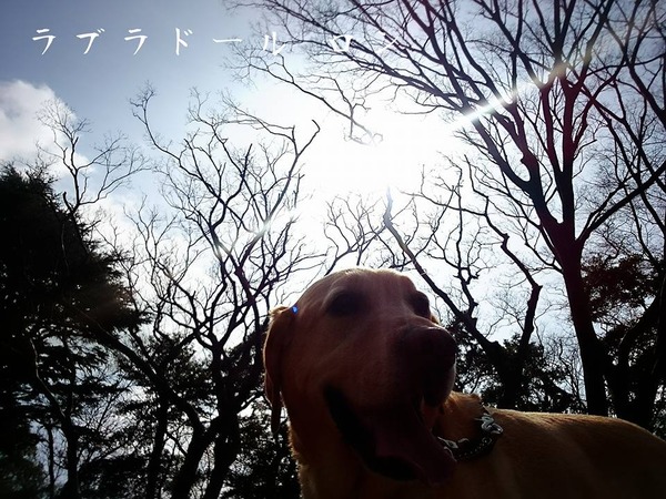 20160308 みなとよこはま 通院日 十字靭帯断裂 4
