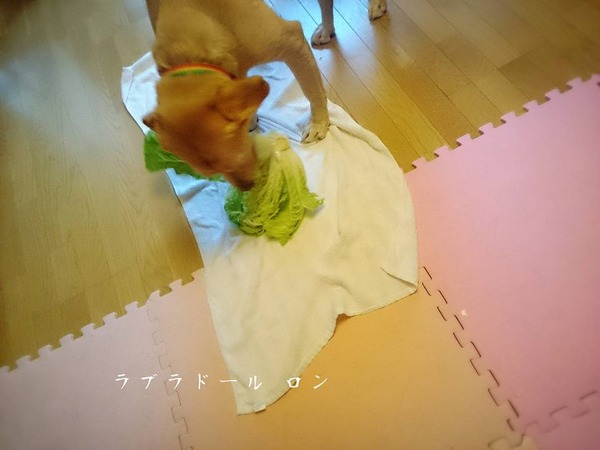 20151102 白菜の盗み食い 3