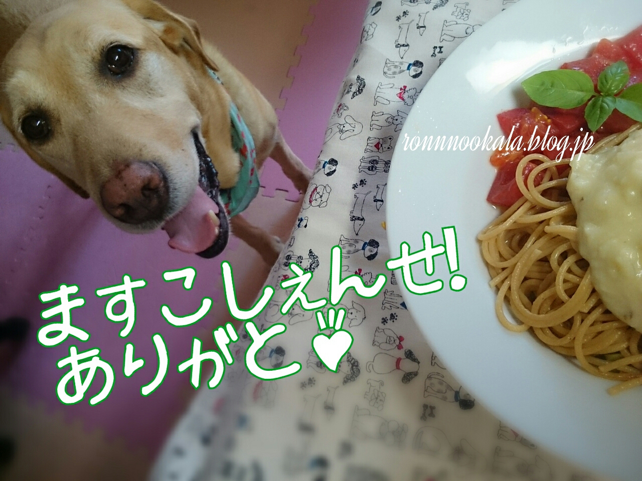 わんこだって パスタ 今日の犬ごはん ロンさんの 健康管理手帳