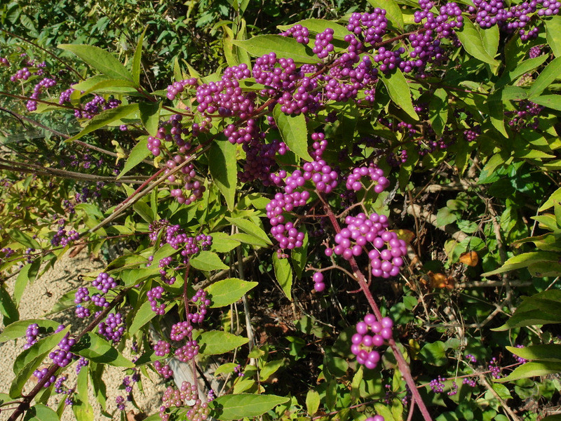 1-P9283065