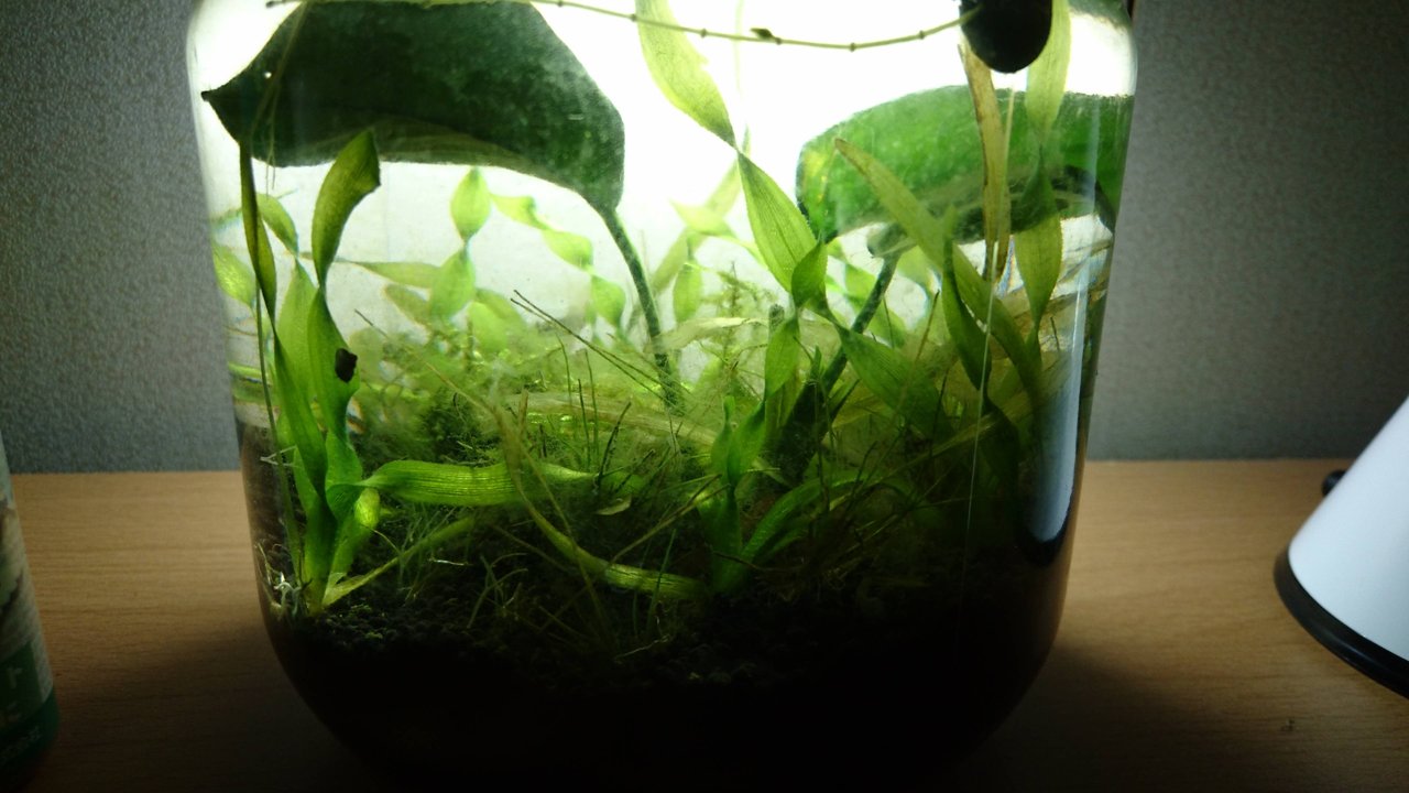 ボトルアクア 酸欠を防ぐうまい方法を考えてみる Aquaco Co