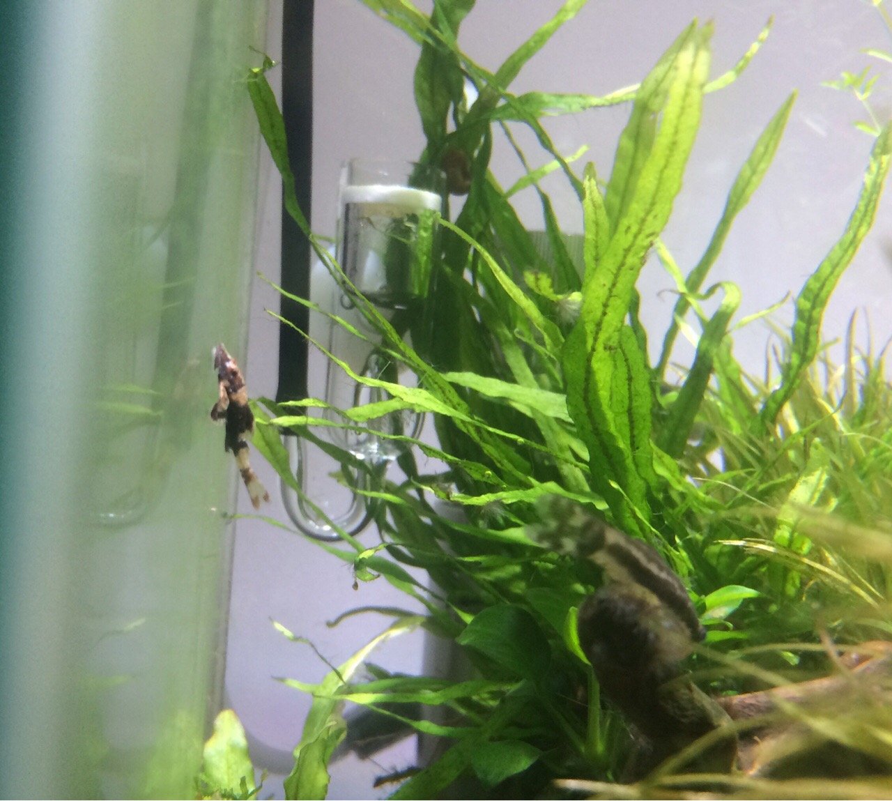 並オトの事故対策 茶コケをもとめた開拓の末 Aquaco Co 並オトの事故対策 茶コケをもとめた開拓の末 Aquaco Co