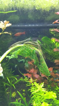 繁殖と鉄板エサはこれ 主役にできるオトシンたち 並 Aquaco Co 繁殖と鉄板エサはこれ 主役にできるオトシンたち 並 Aquaco Co
