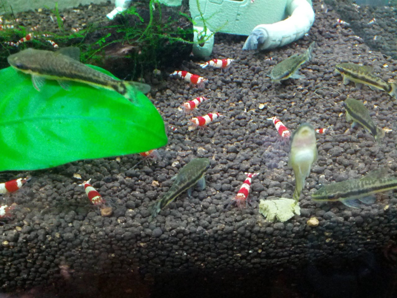 並オトの事故対策 茶コケをもとめた開拓の末 Aquaco Co 並オトの事故対策 茶コケをもとめた開拓の末 Aquaco Co
