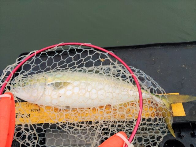 秋田港青物祭り ダイソー6ftロッドテスト Ken S Industry スモールボートブログ