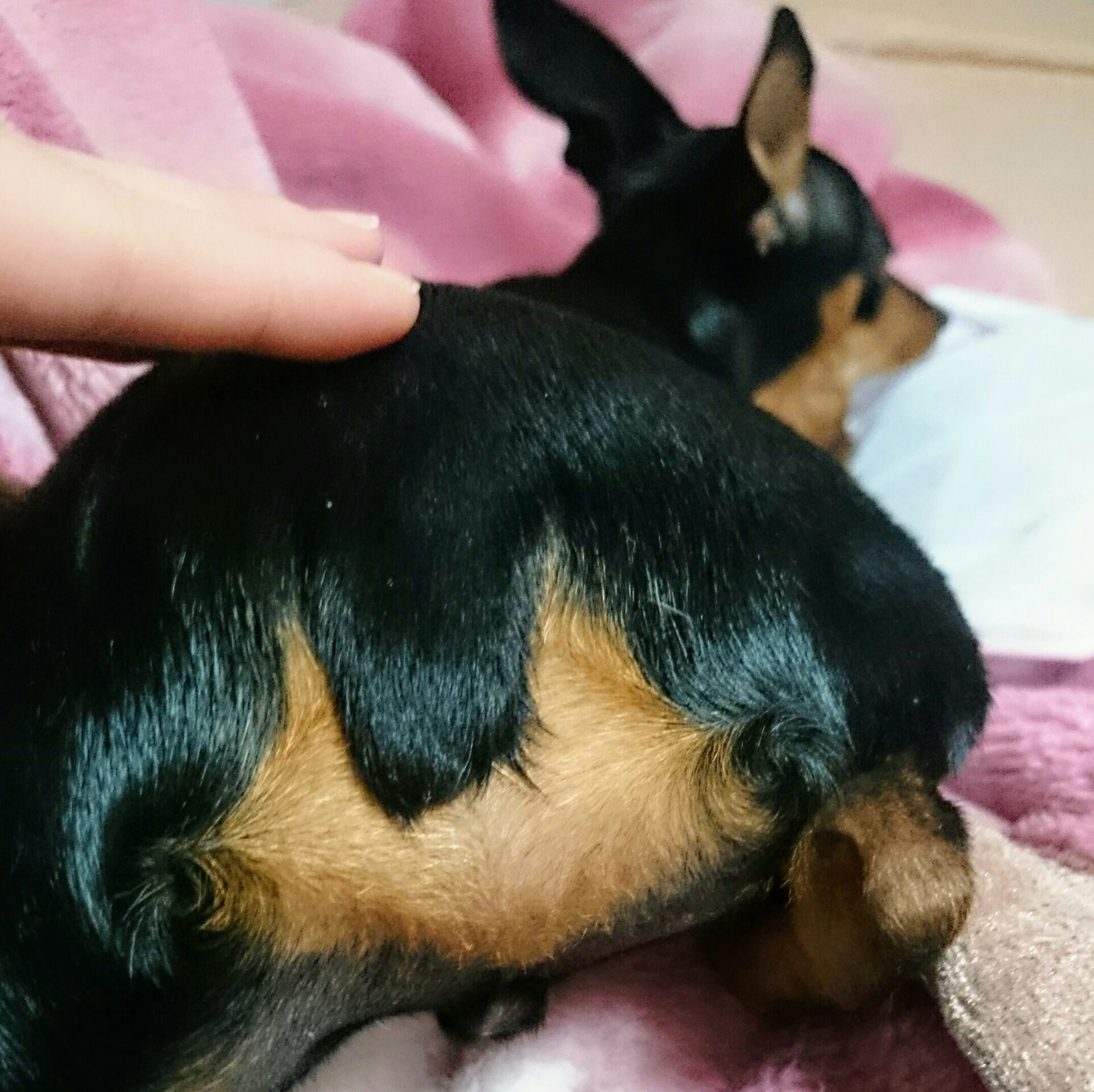 尻に猫 Oh My Dog これが我が家のお犬様 尻に猫 Oh My Dog これが我が家のお犬様