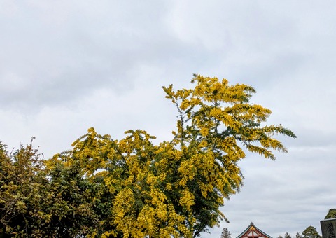 PXL_20260226_024240246~2