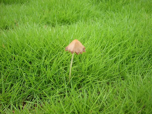 芝生に生えてきたキノコ けんせつプラザ山形の日記