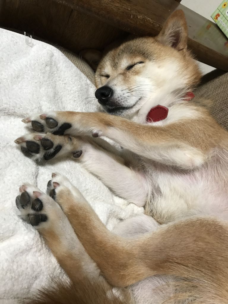 シャンプーして気分爽快 豆柴 まりちゃん のいたずら写真集