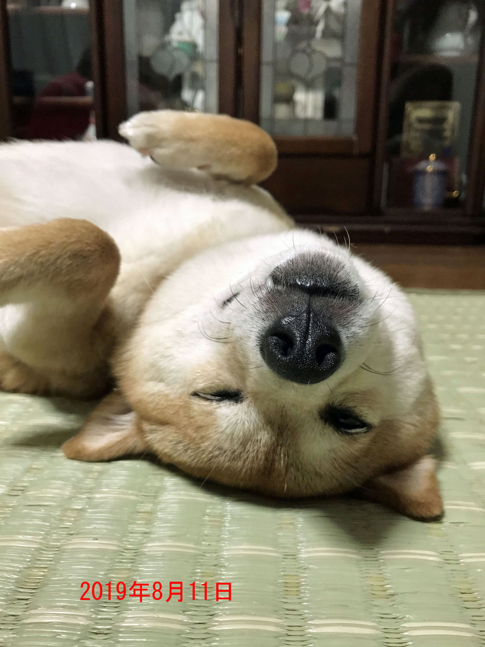 豆柴 まりちゃん のいたずら写真集