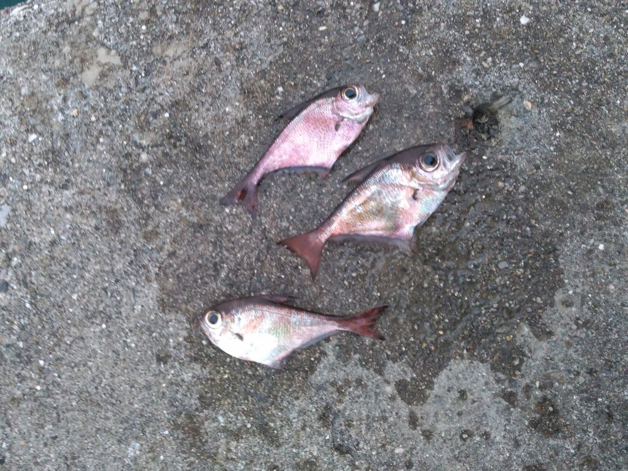 マニアックすぎる魚 ハタンポ を食べてみた 粋なアウトドアマンを目指すブログ