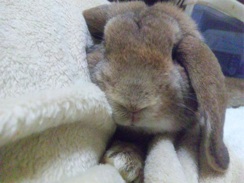 名前はプーチン ロリ顔のじじぃです 文鳥倶楽部の部室 名前はプーチン ロリ顔のじじぃです 文鳥倶楽部の部室