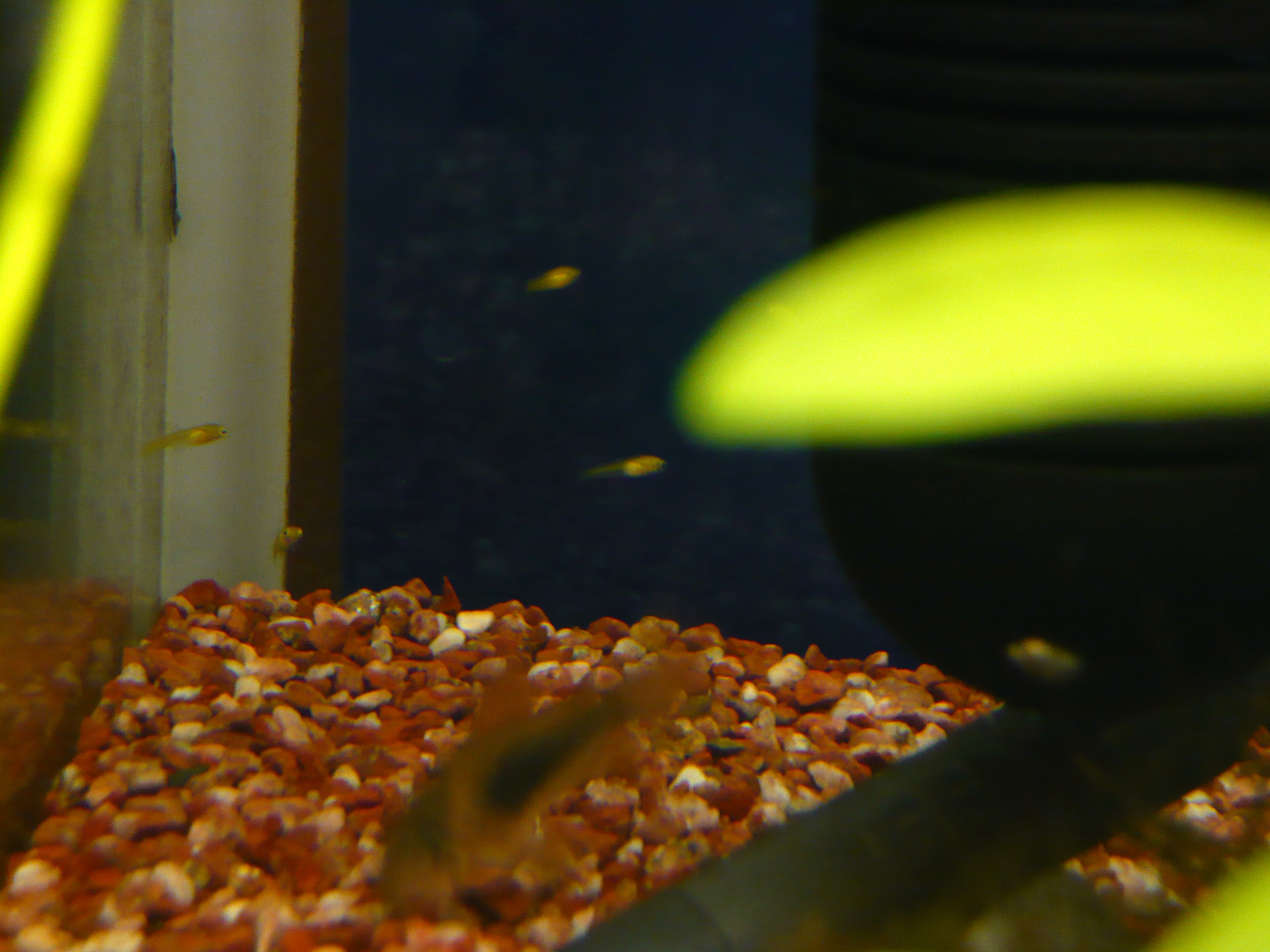 チビグッピー 我が家の海水魚