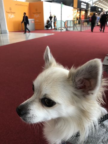 犬連れ海外旅行 18 イタリア編 12日目 ワンコと海外へ行こう 犬連れ海外旅行 18 イタリア編 12日目 ワンコと海外へ行こう