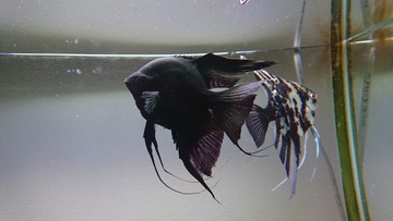 エンゼルフィッシュの産卵~育て方