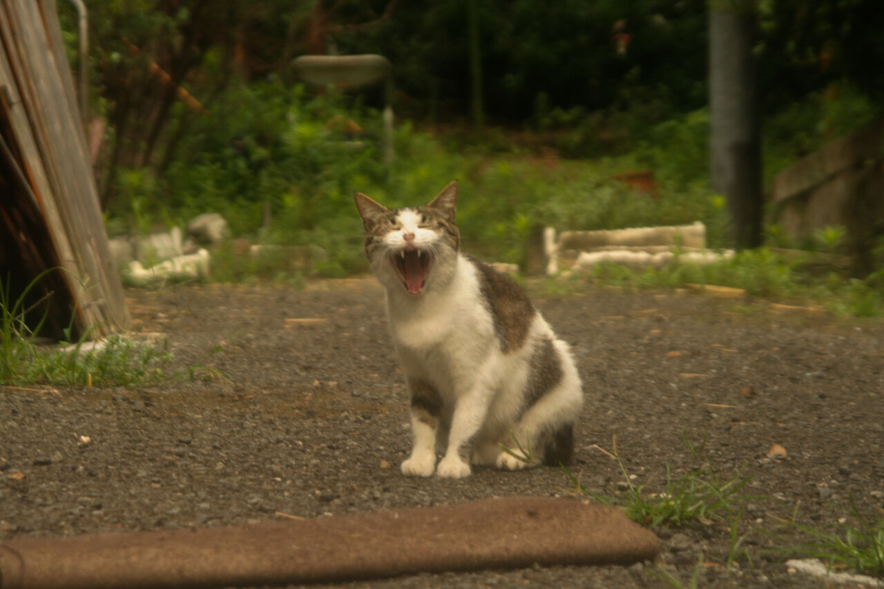 大あくび 瀬戸の猫さんブログ 大あくび 瀬戸の猫さんブログ