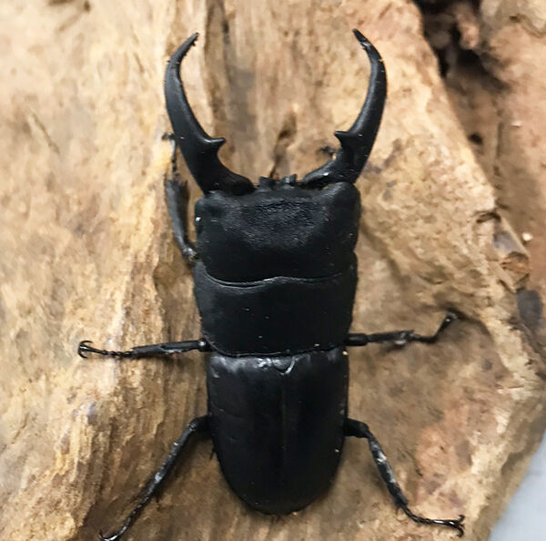 外国産とか放虫とか 遠足の部屋