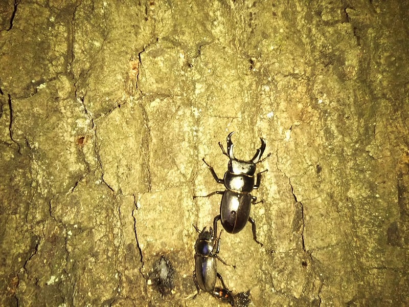 コクワガタに苦戦中 遠足の部屋 コクワガタに苦戦中 遠足の部屋