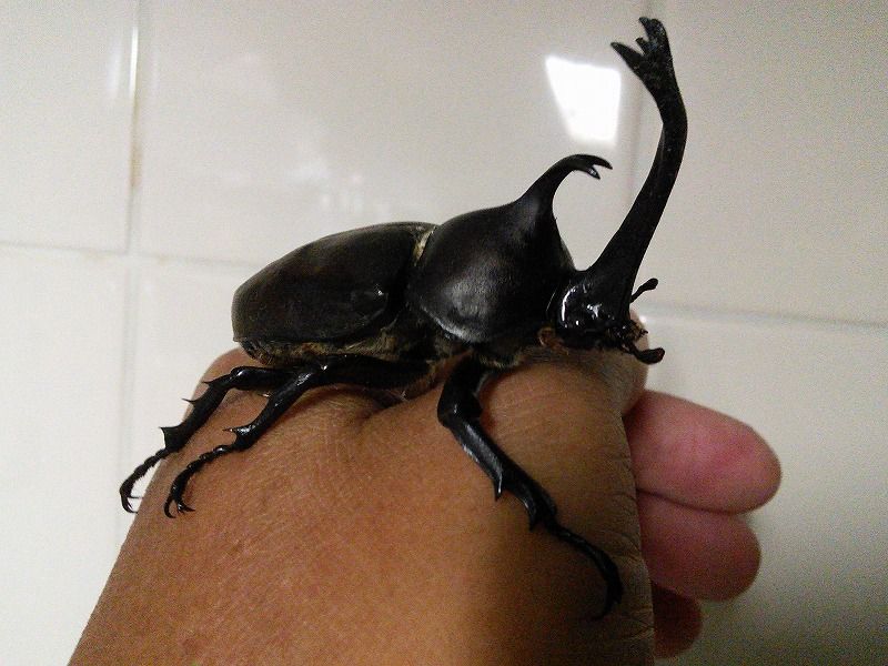 カブトムシが濃い 遠足の部屋