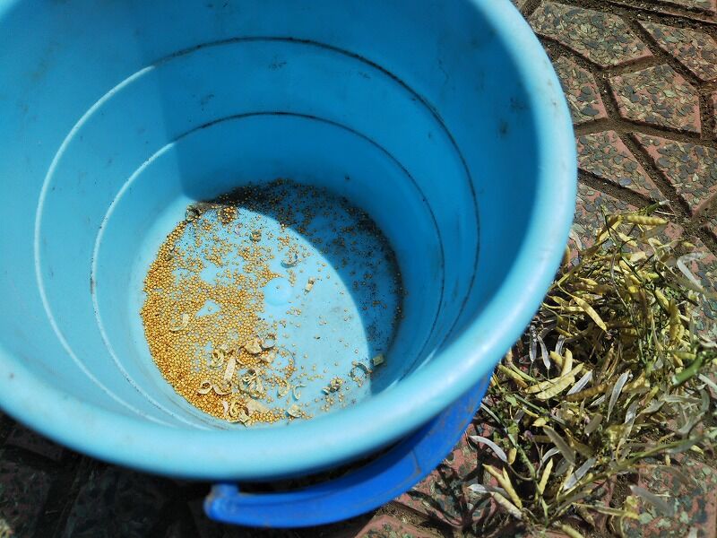 クレソン田んぼを再生する 遠足の部屋