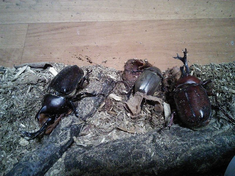カブトムシ教育論 遠足の部屋