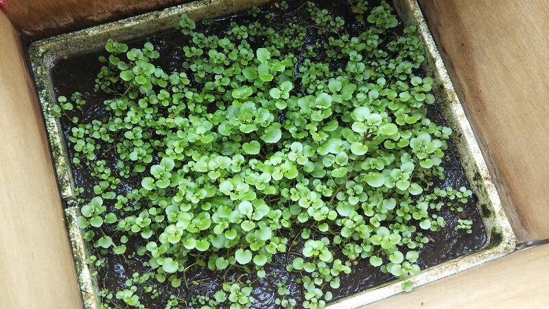 復活のクレソン 遠足の部屋