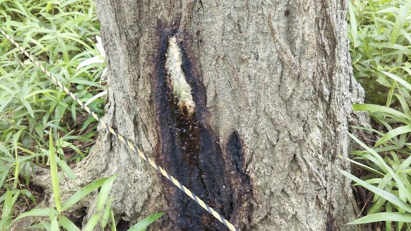 父の日はクヌギ巡り。 : 遠足の部屋 クヌギ 1.7メートル カブトムシ の