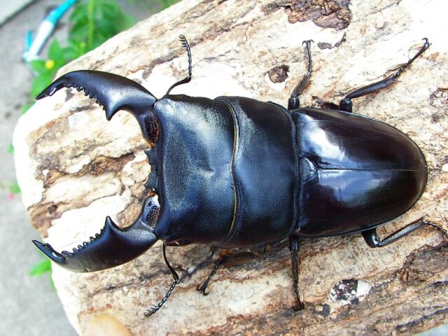 外国産とか放虫とか 遠足の部屋