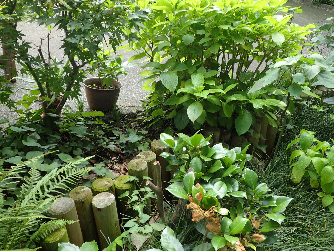 綺麗な蜘蛛 井の頭公園で自然観察