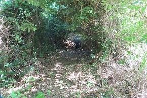 IMG_8352