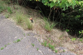 IMG_0451