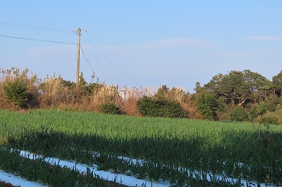IMG_0598