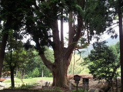 佐波良の大杉