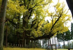 菩提寺 （大イチョウ）