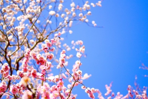 梅