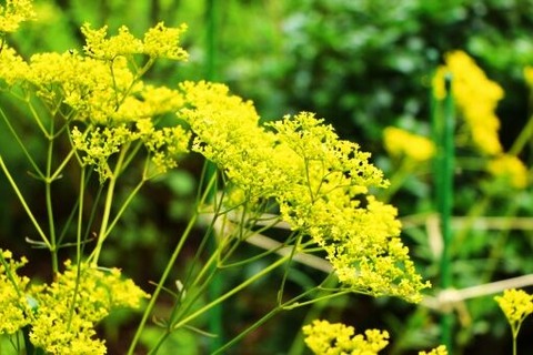 女郎花